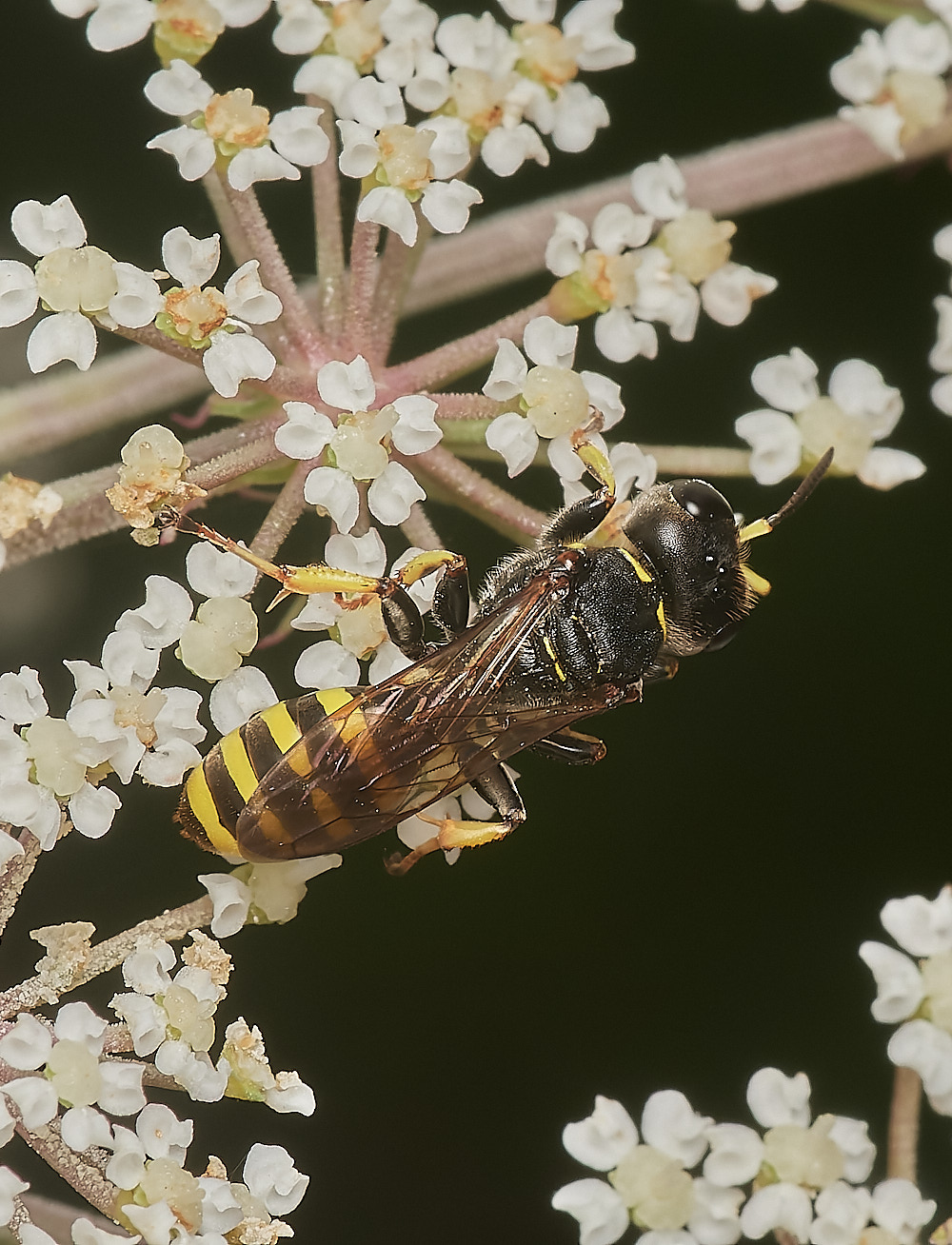 Wheatfenwasp300723--NEF_DxO_DeepPRIME