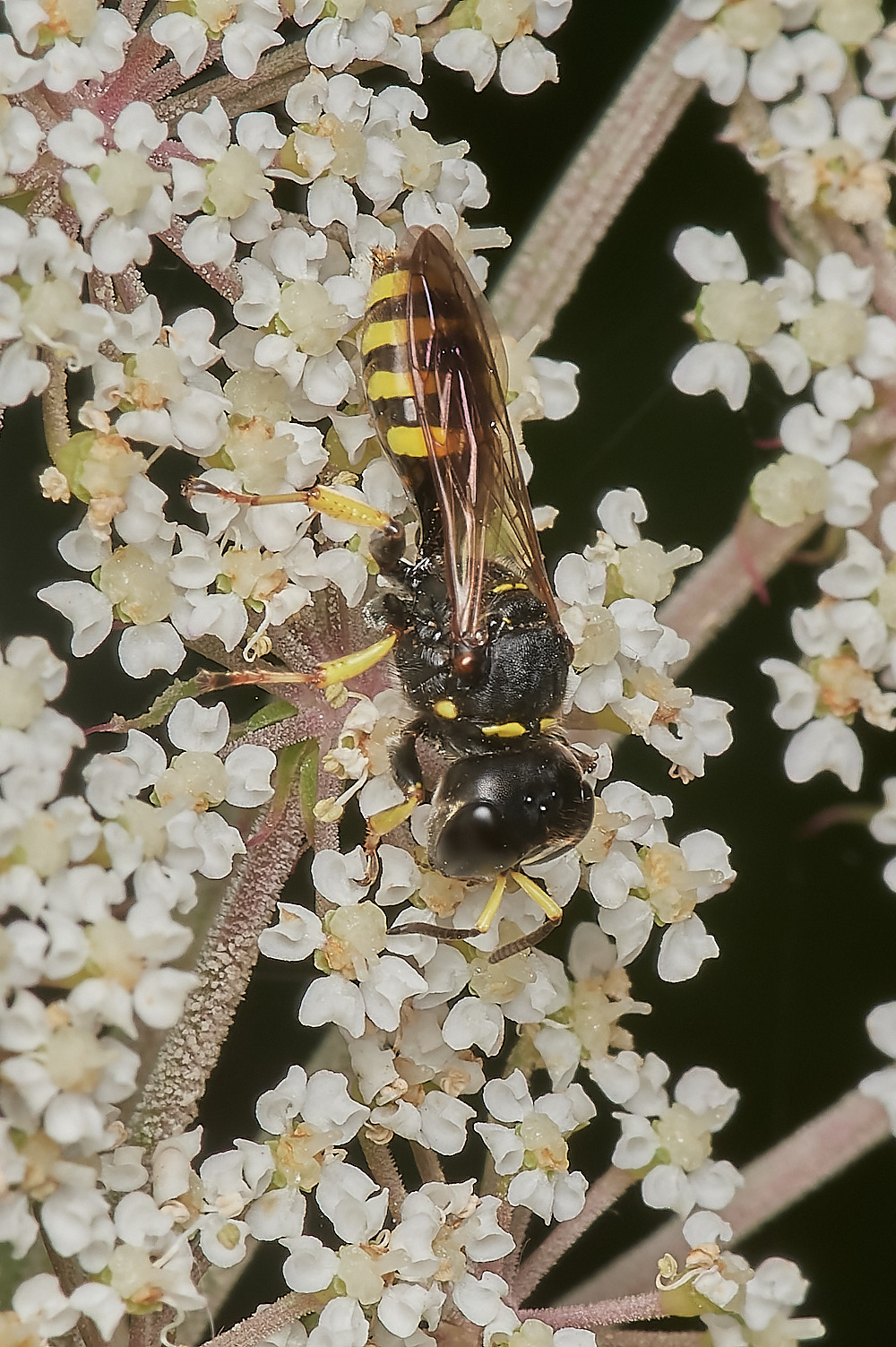 Wheatfenwasp300723-1-NEF_DxO_DeepPRIME