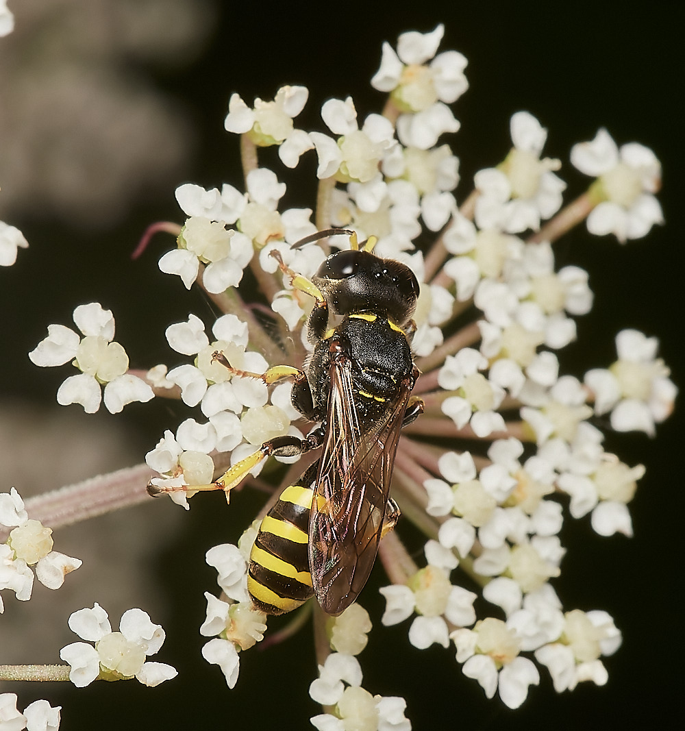 Wheatfenwasp300723-3-NEF_DxO_DeepPRIME