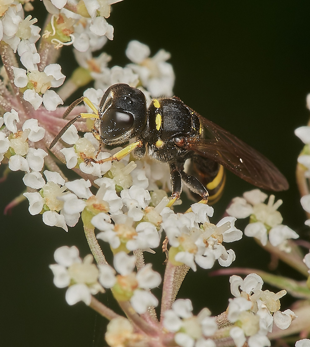 Wheatfenwasp300723-7-NEF_DxO_DeepPRIME