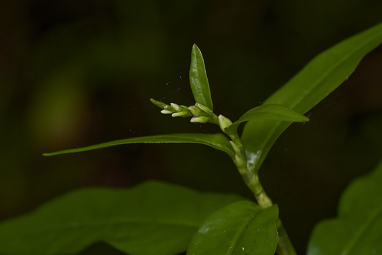 WheatfenwaterPepper300723-2-NEF_DxO_DeepPRIME