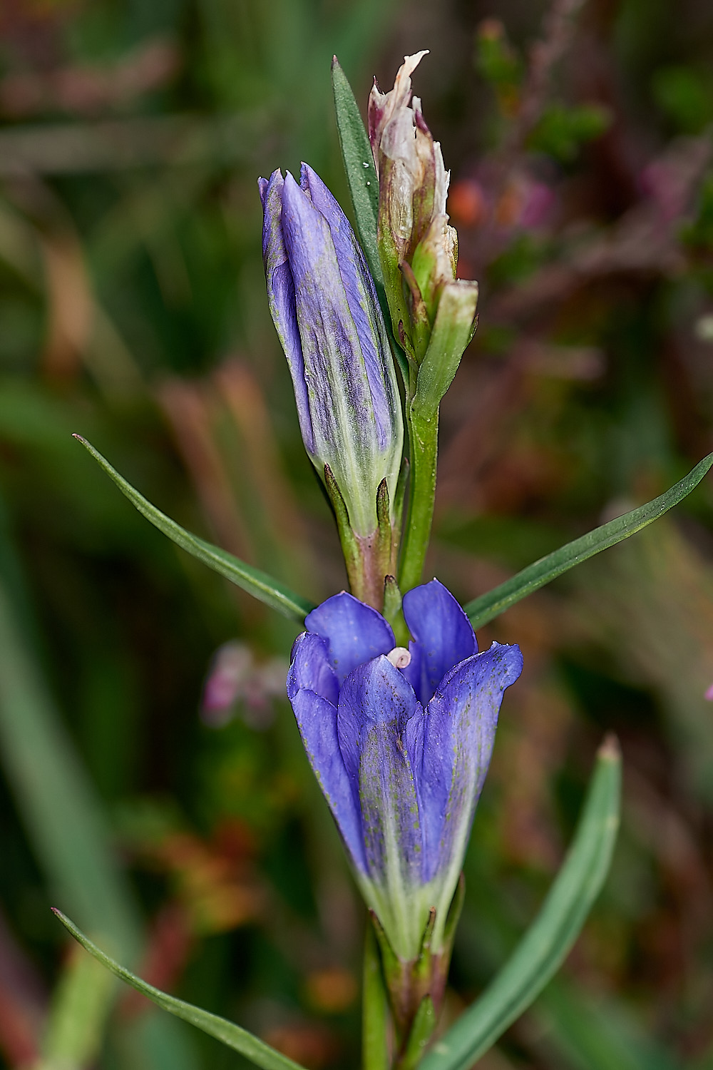 BuxtonHeathGentian150823-1-NEF_DxO_DeepPRIME