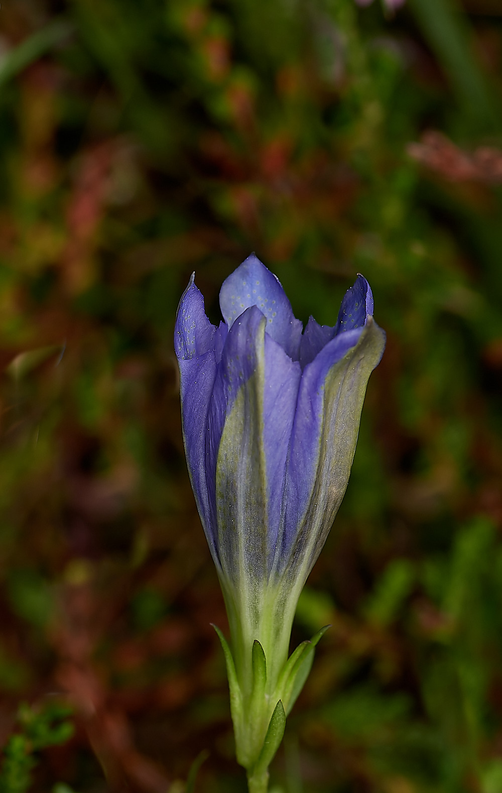 BuxtonHeathGentian150823-3-NEF_DxO_DeepPRIME