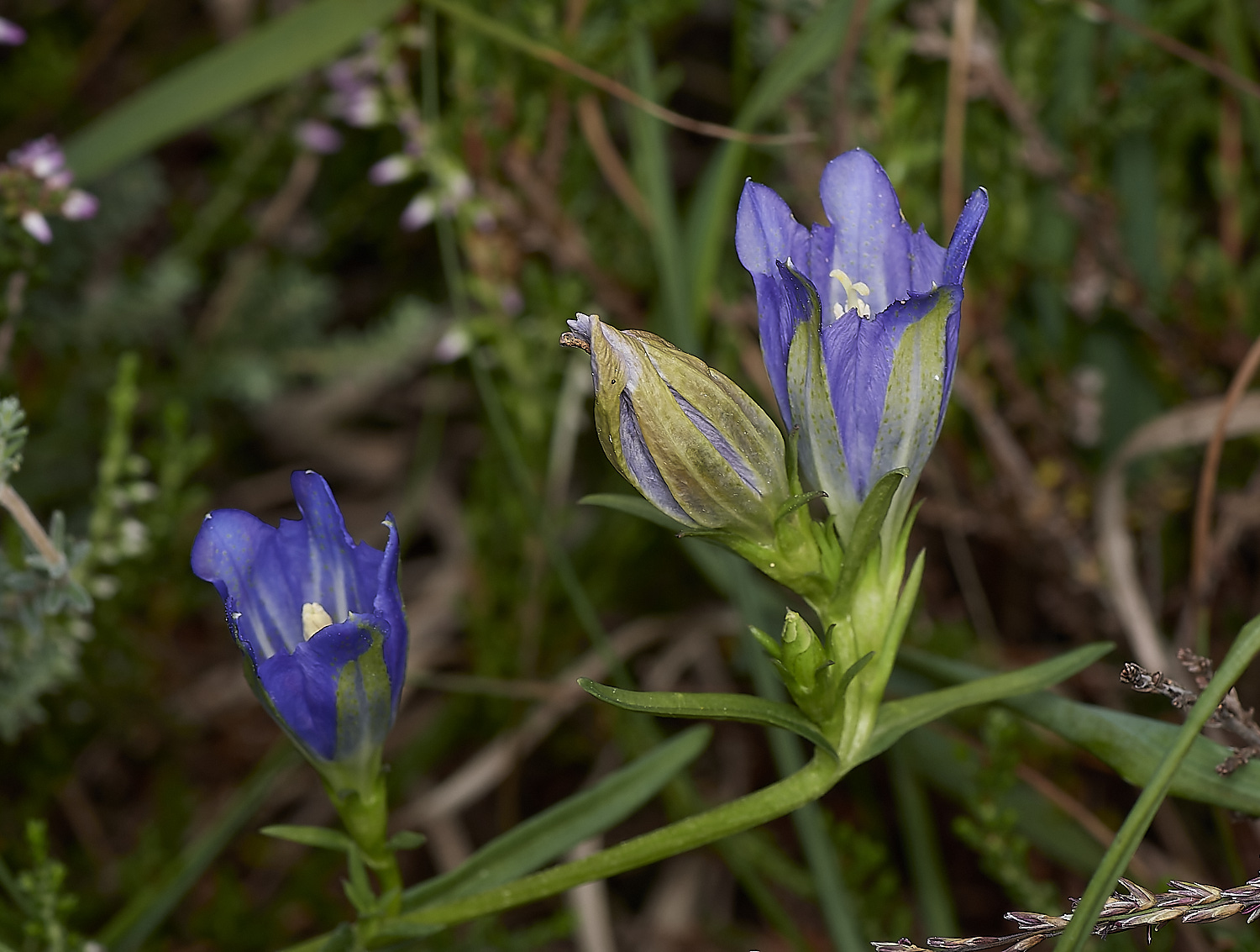 BuxtonHeathGentian150823-4-NEF_DxO_DeepPRIME