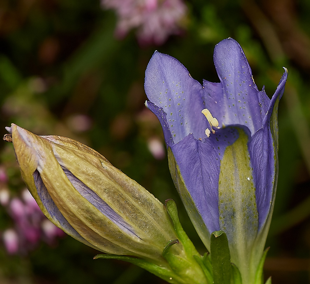 BuxtonHeathGentian150823-5-NEF_DxO_DeepPRIME