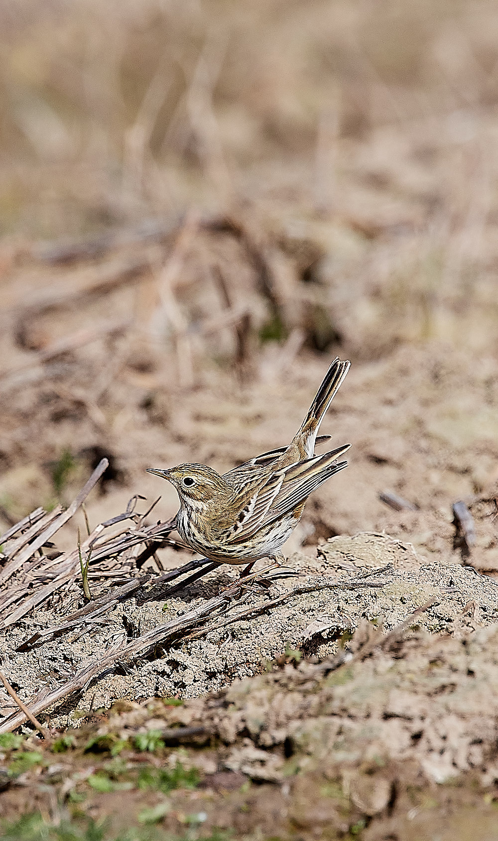 CleyMeadowPipit050423-1