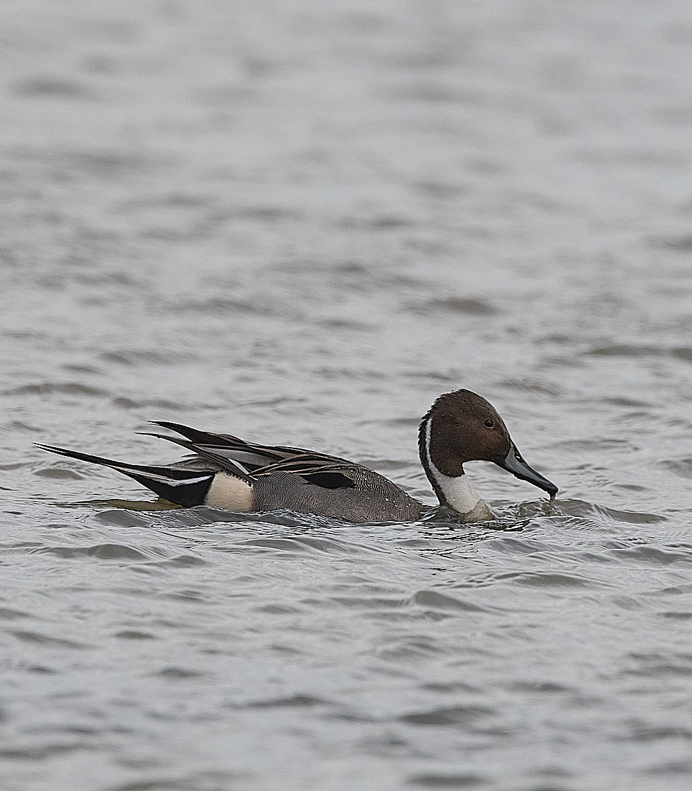 CleyPintail100223-1