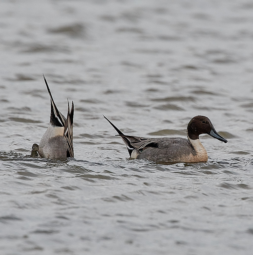 CleyPintail100223-2