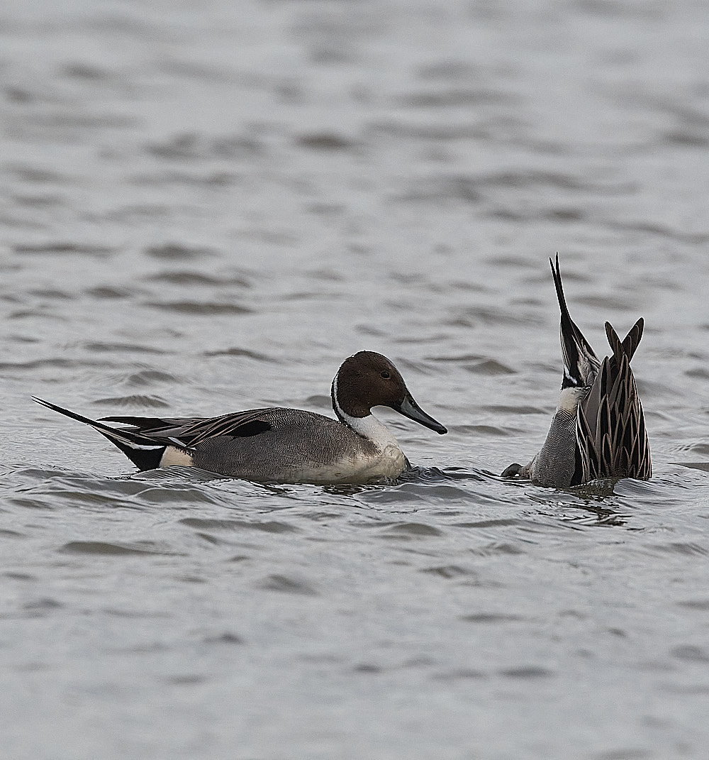 CleyPintail100223-3
