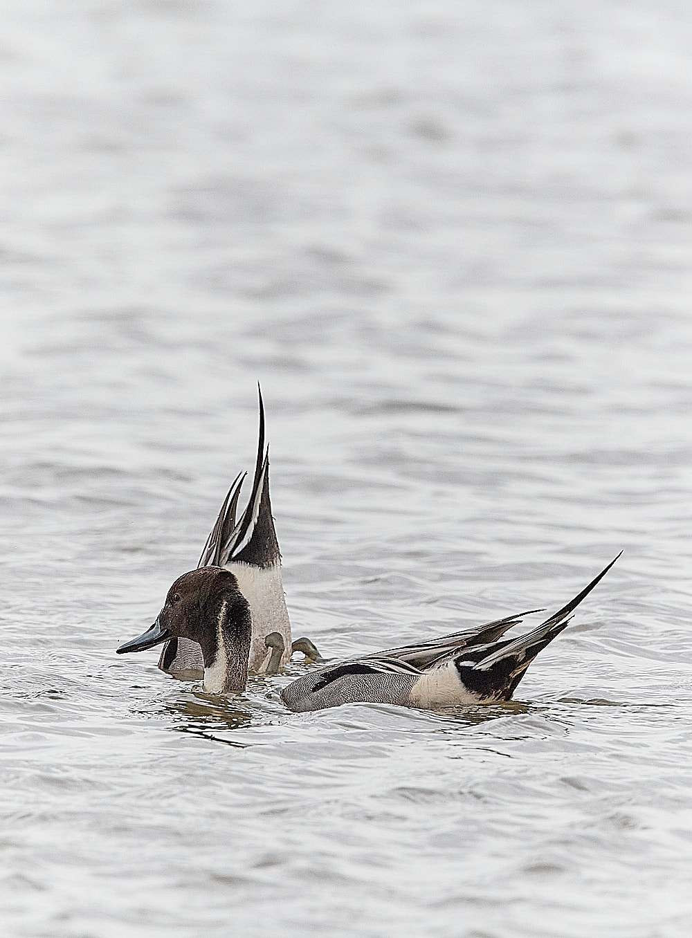 CleyPintail100223-4