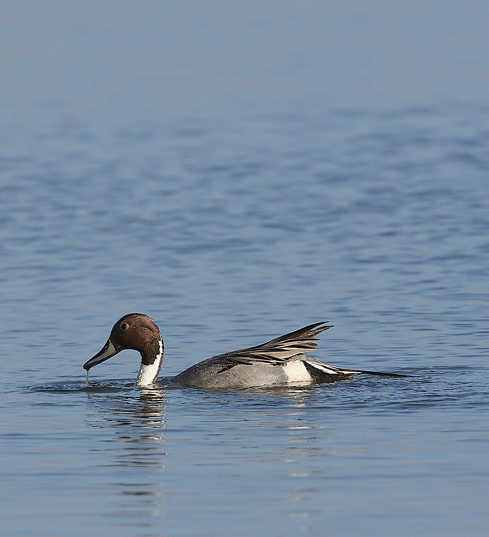 CleyPintail140223-1