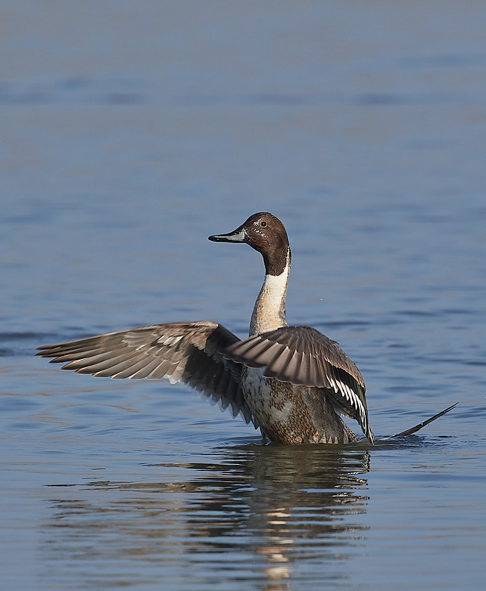 CleyPintail140223-10