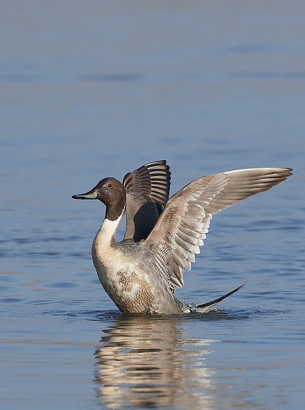 CleyPintail140223-11