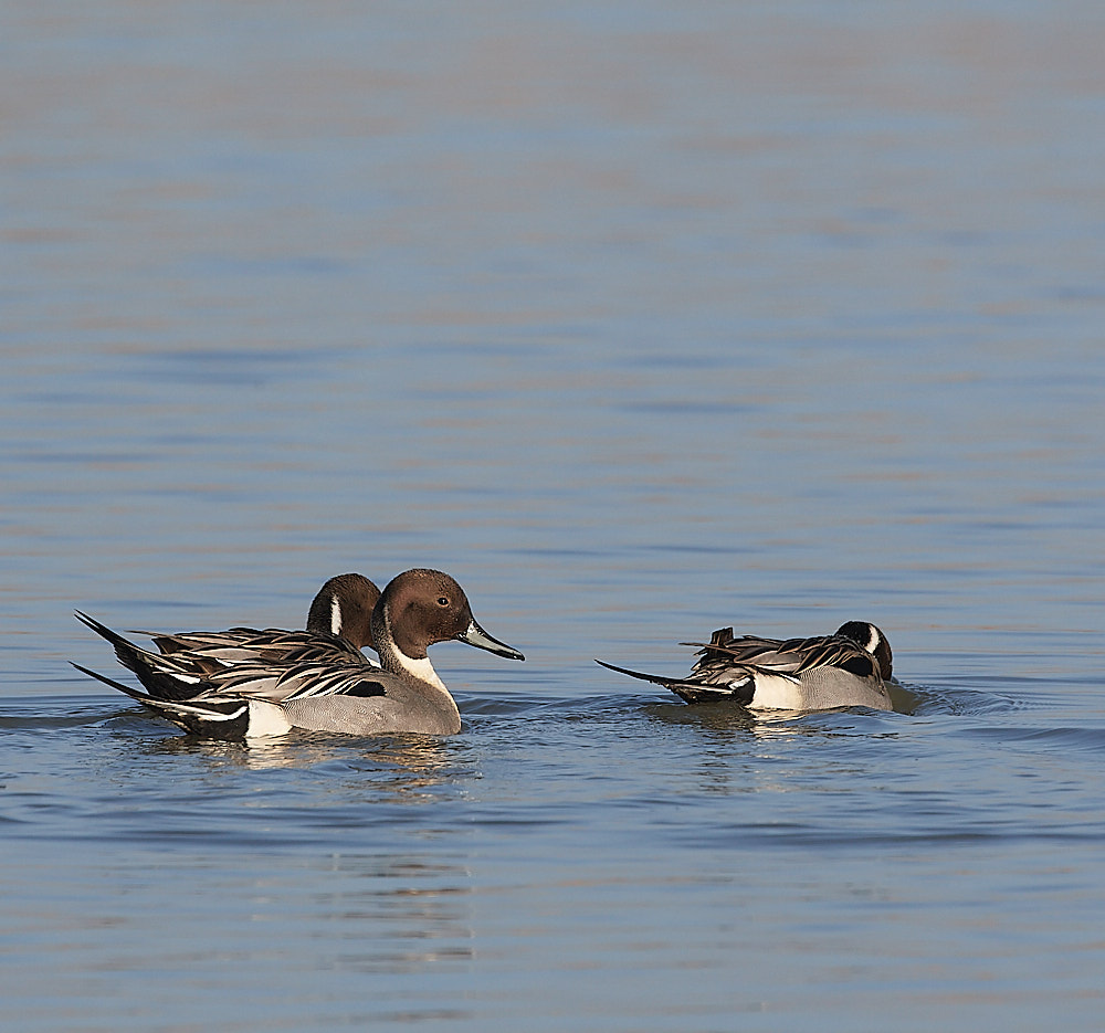 CleyPintail140223-12