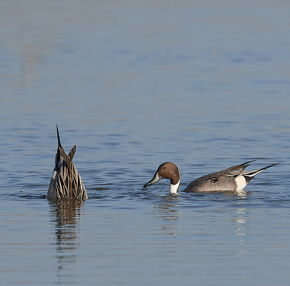 CleyPintail140223-3
