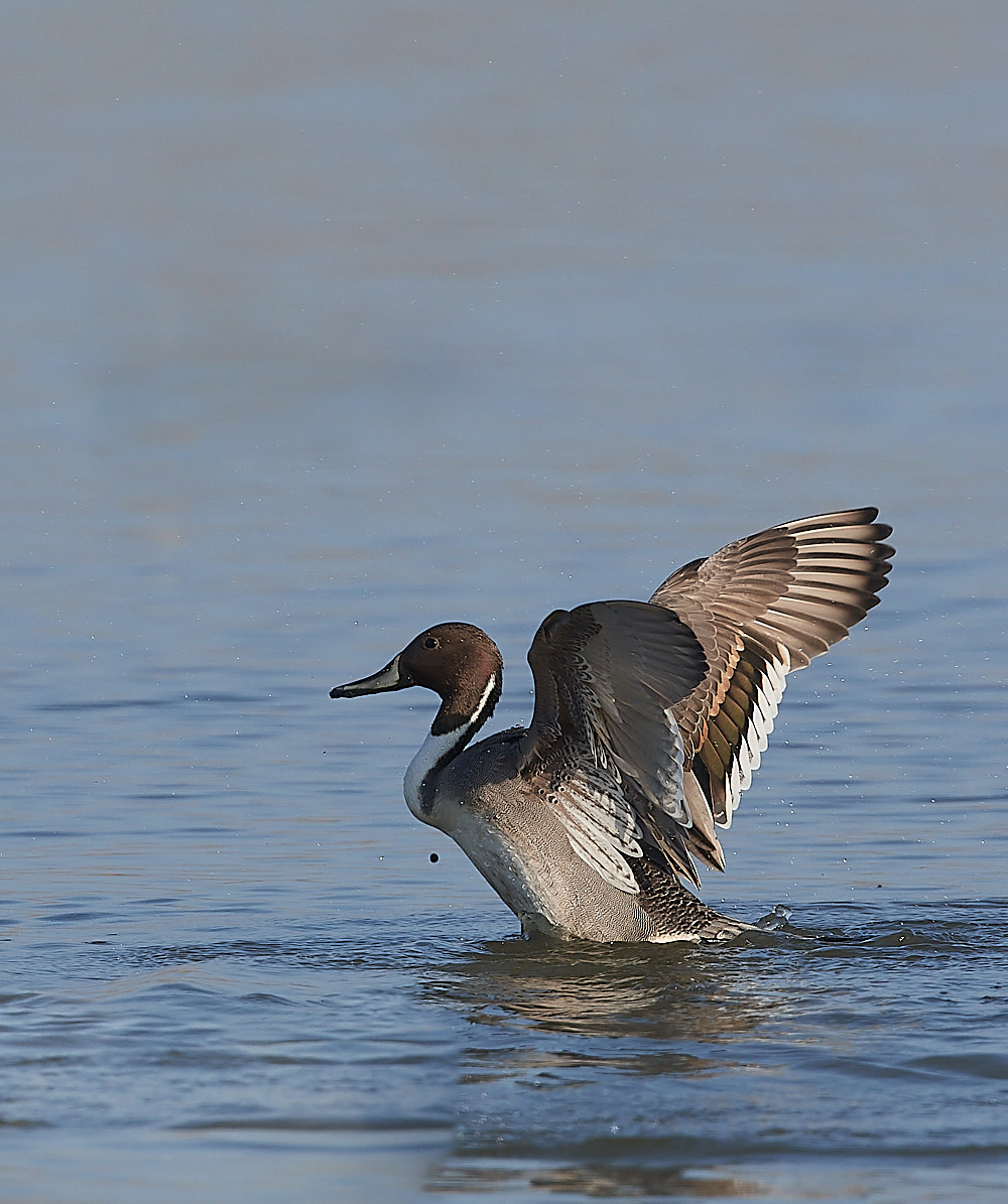 CleyPintail140223-4