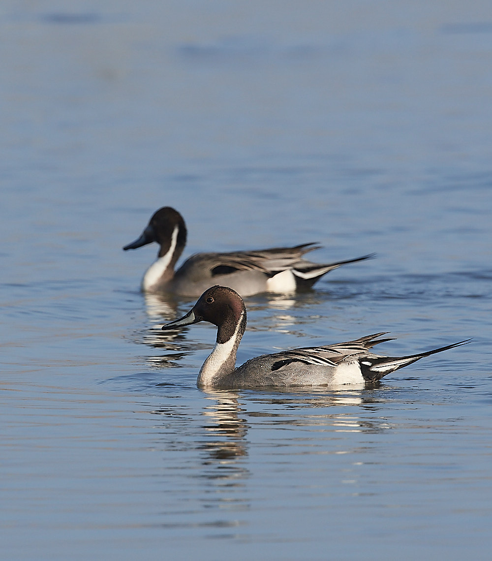 CleyPintail140223-8