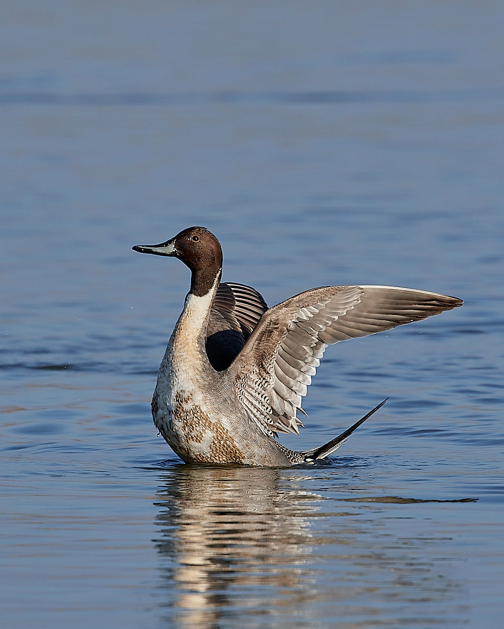 CleyPintail140223-9