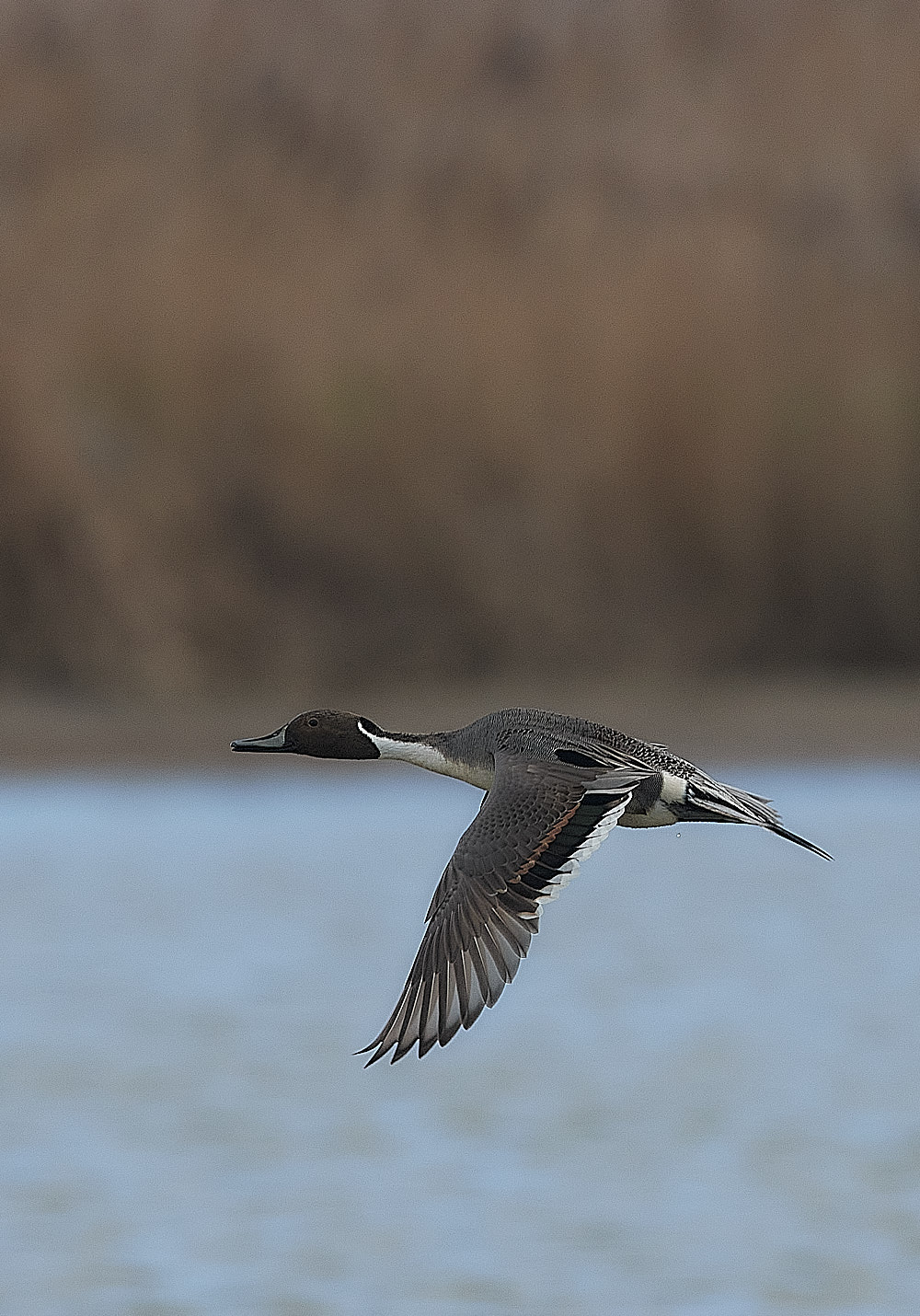 CleyPintail270223-1 1