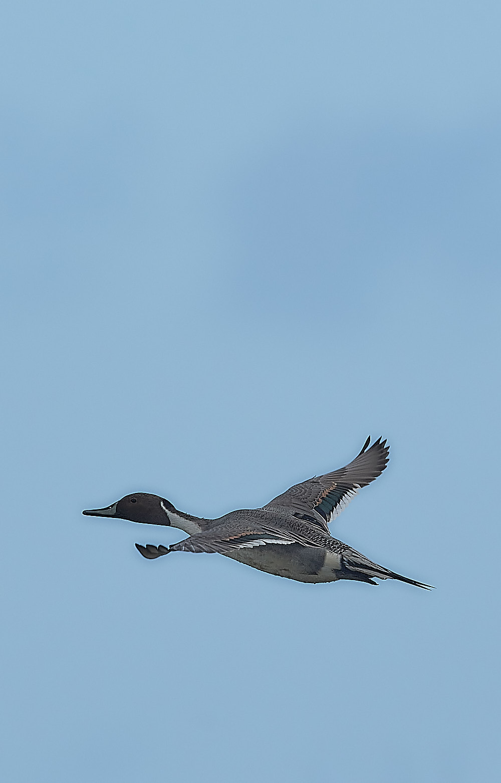 CleyPintail270223-2 1