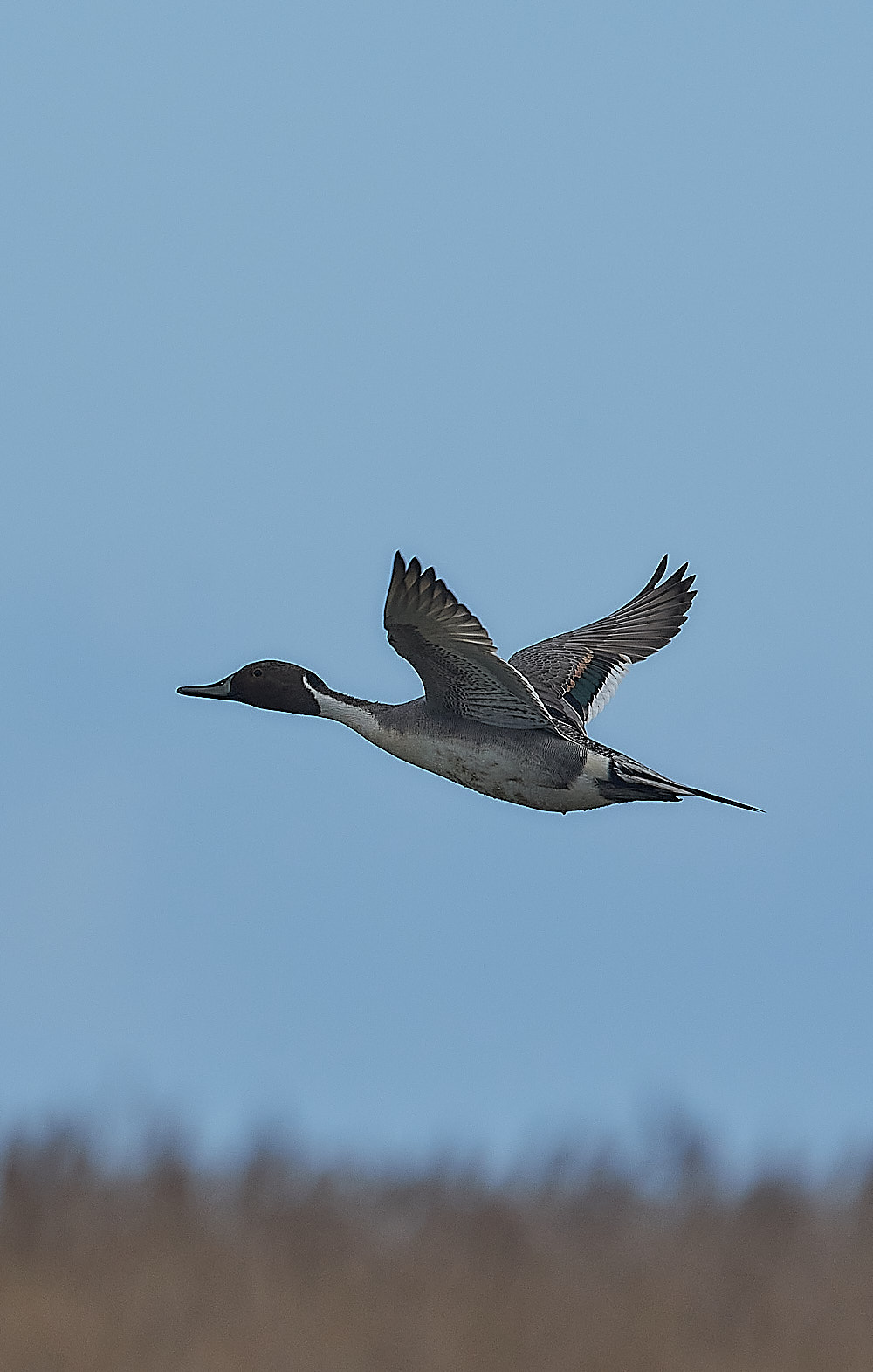 CleyPintail270223-3 1