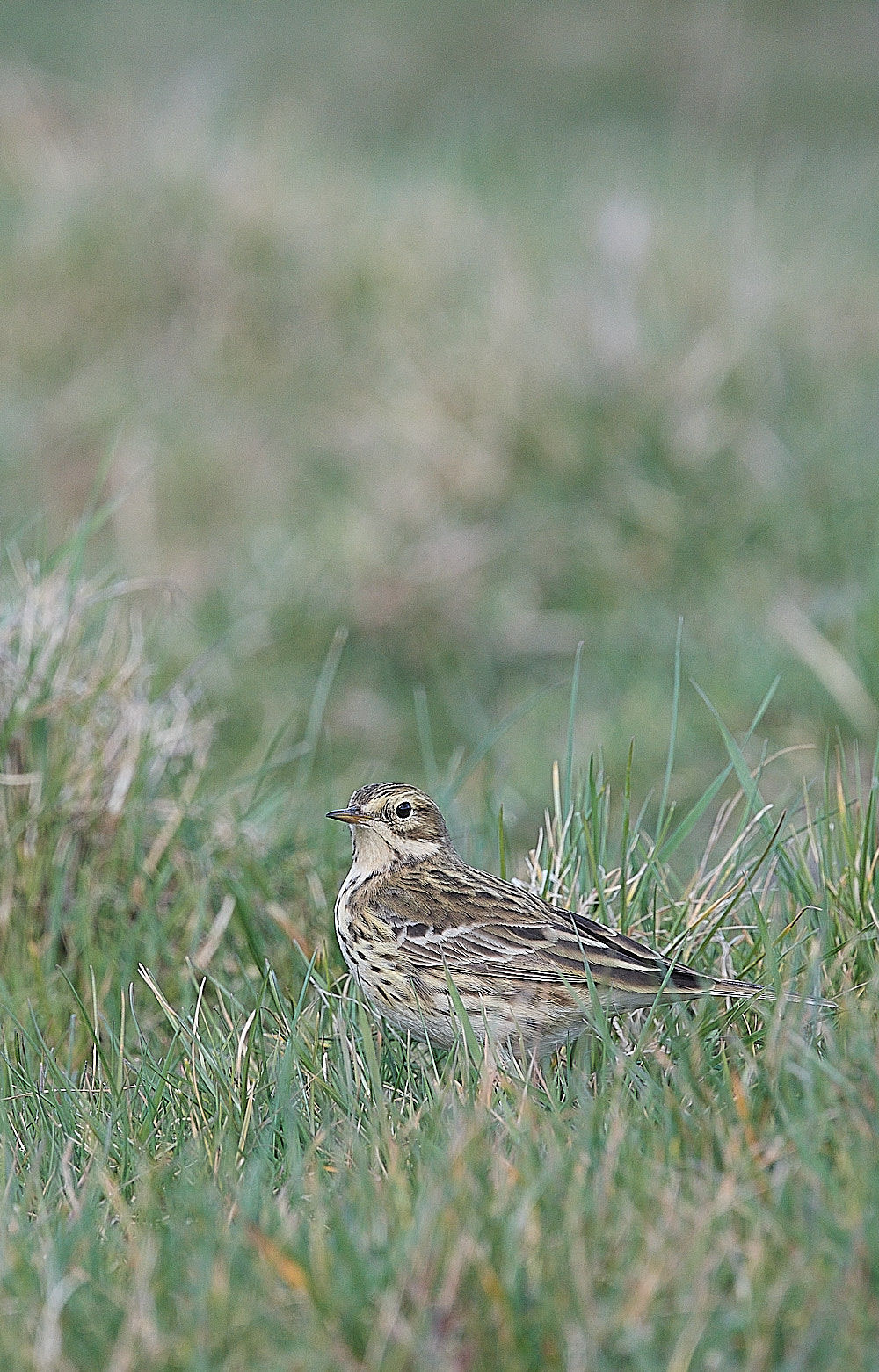 CleyPipit240323-2