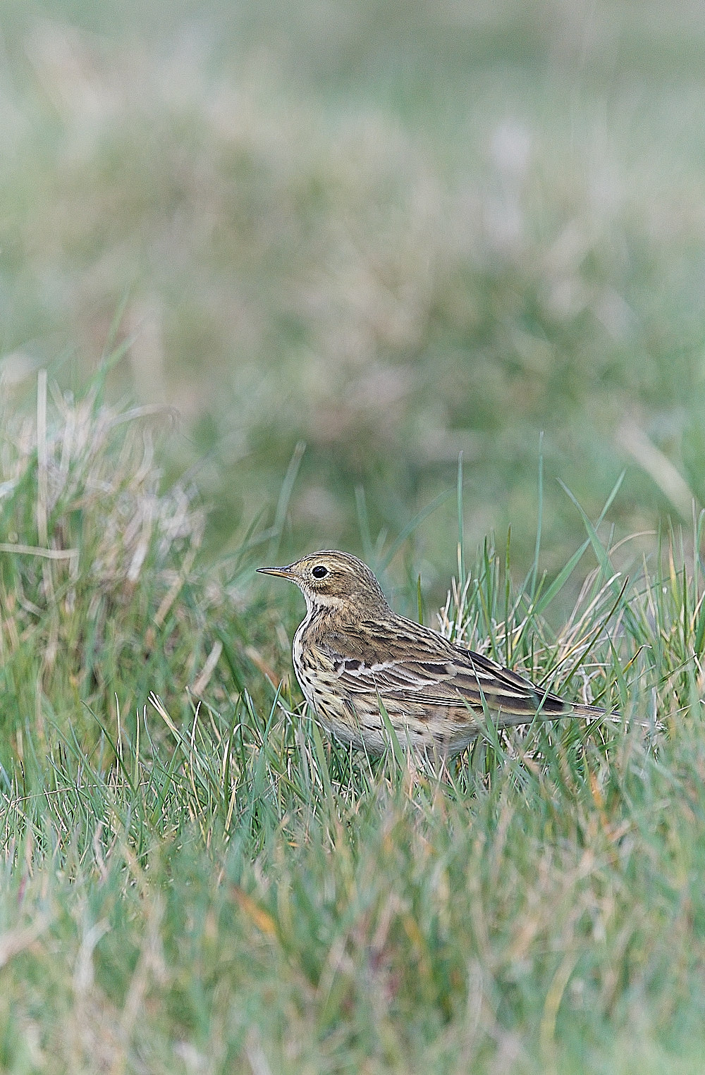 CleyPipit240323-3