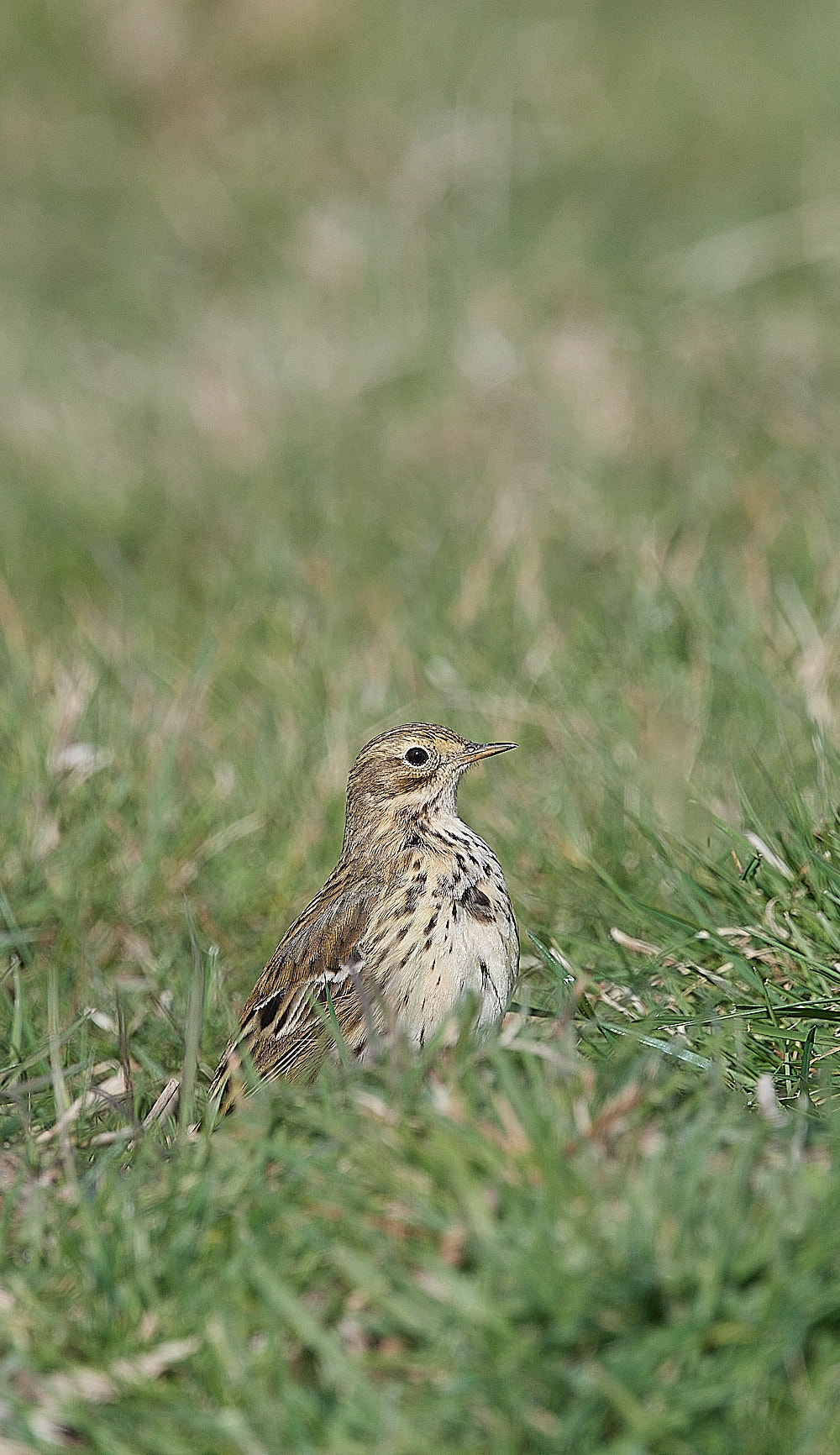 CleyPipit240323-4