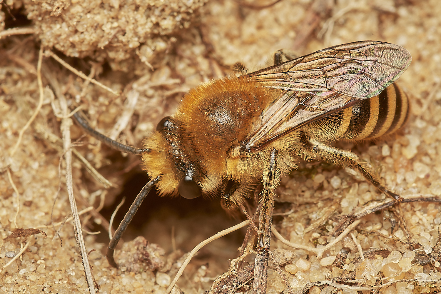 FelminghamIvyBee150923-1-NEF_DxO_DeepPRIME