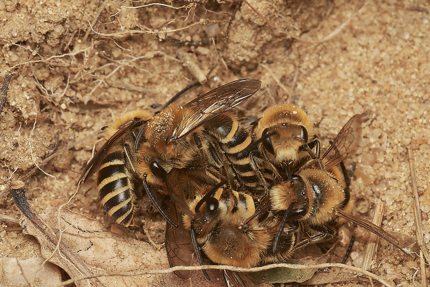 FelminghamIvyBee150923-11-NEF_DxO_DeepPRIME