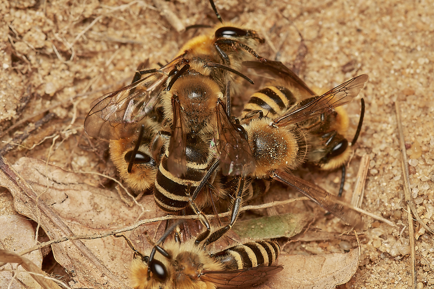 FelminghamIvyBee150923-13-NEF_DxO_DeepPRIME