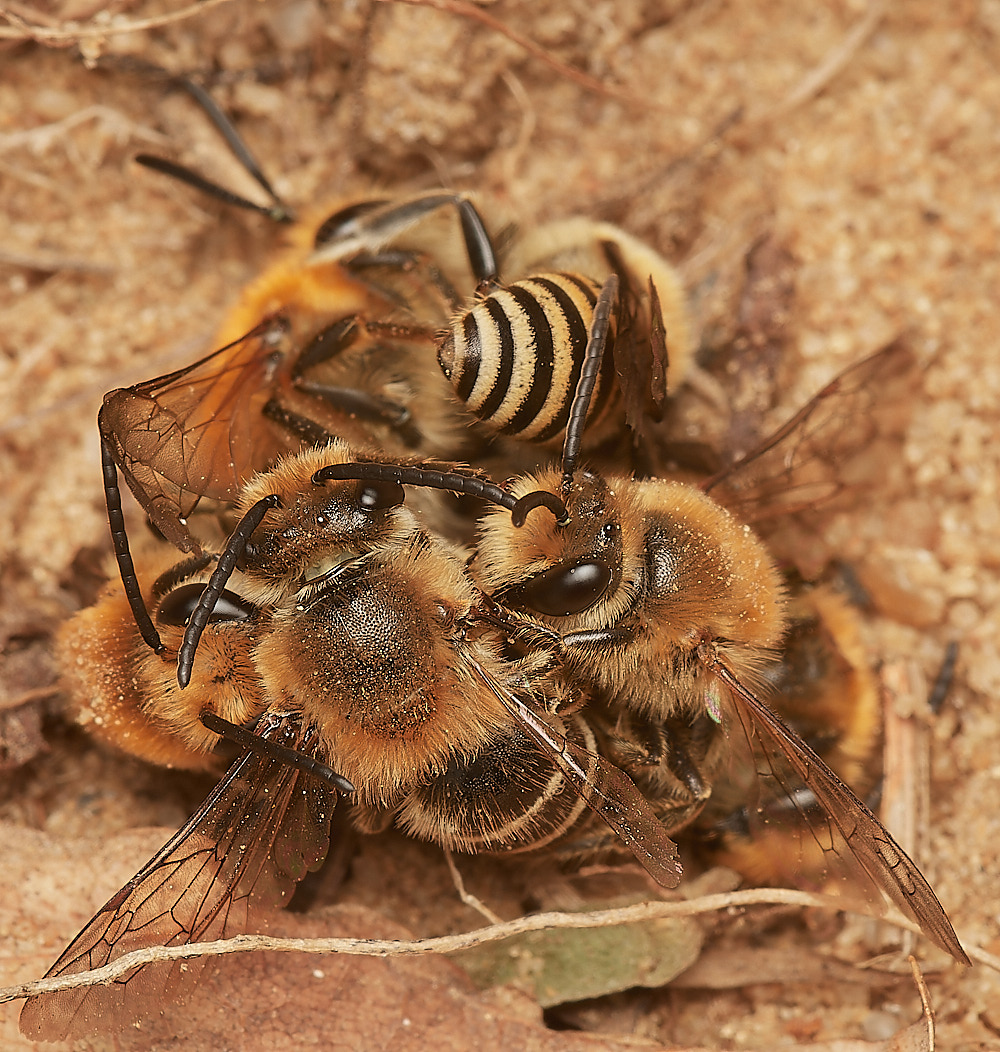 FelminghamIvyBee150923-14-NEF_DxO_DeepPRIME