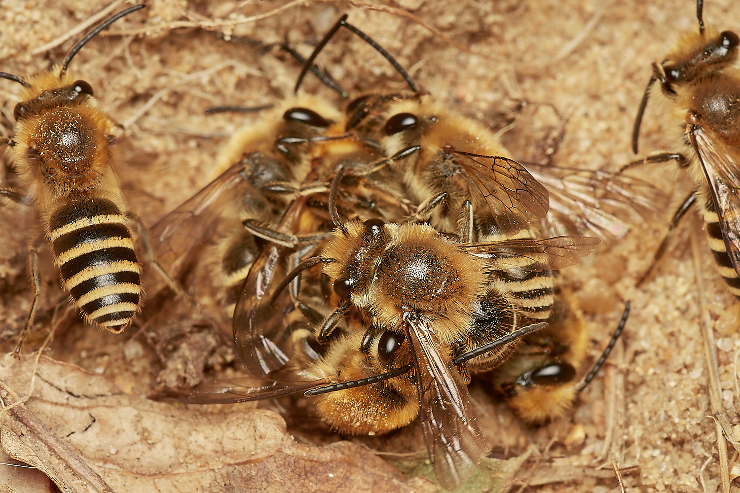 FelminghamIvyBee150923-15-NEF_DxO_DeepPRIME