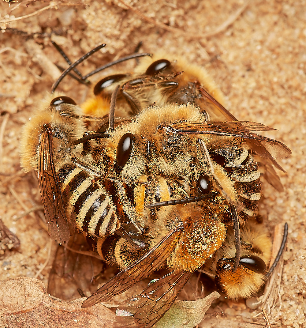 FelminghamIvyBee150923-17-NEF_DxO_DeepPRIME