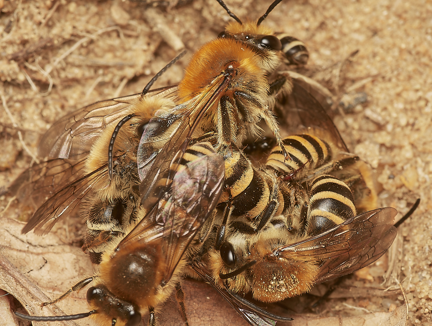 FelminghamIvyBee150923-18-NEF_DxO_DeepPRIME