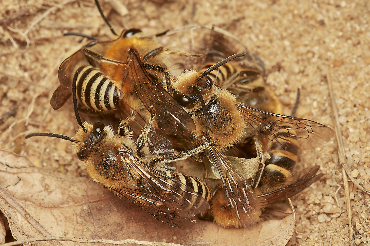 FelminghamIvyBee150923-19-NEF_DxO_DeepPRIME