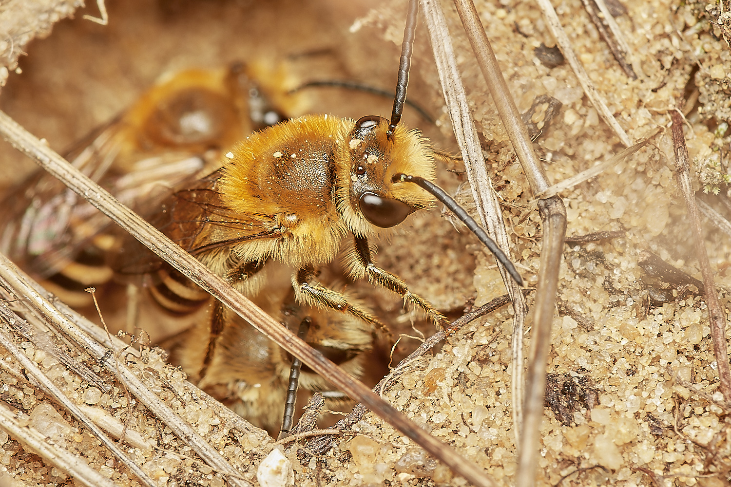 FelminghamIvyBee150923-2-NEF_DxO_DeepPRIME