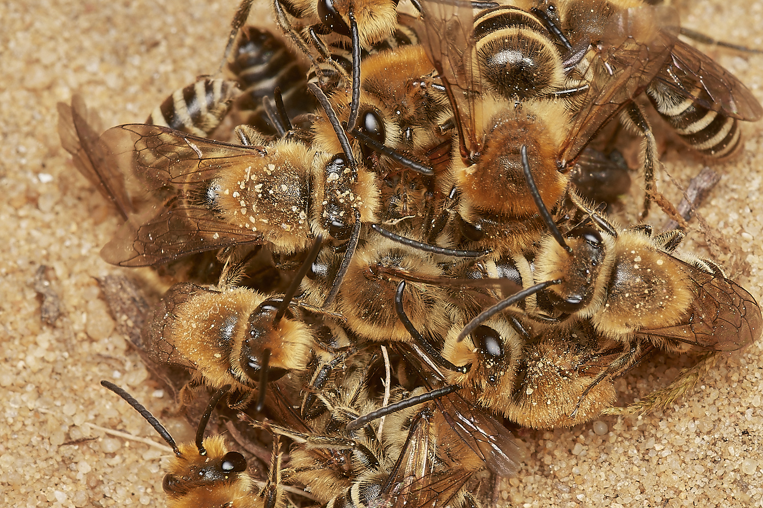 FelminghamIvyBee150923-20-NEF_DxO_DeepPRIME