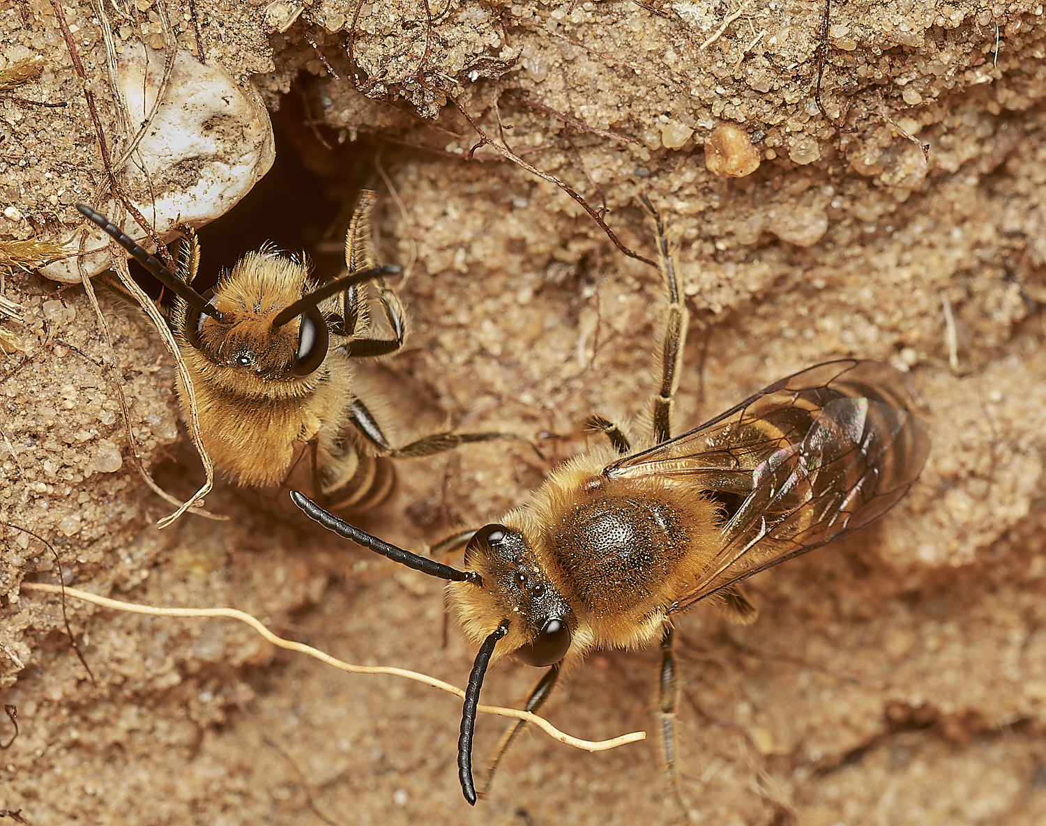 FelminghamIvyBee150923-23-NEF_DxO_DeepPRIME