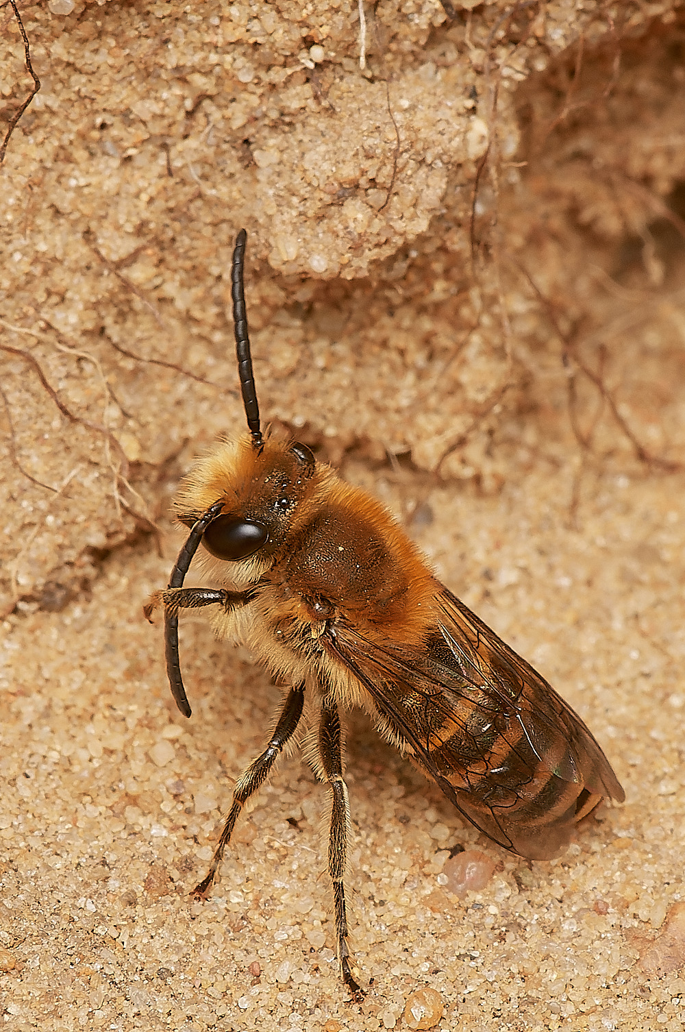 FelminghamIvyBee150923-25-NEF_DxO_DeepPRIME