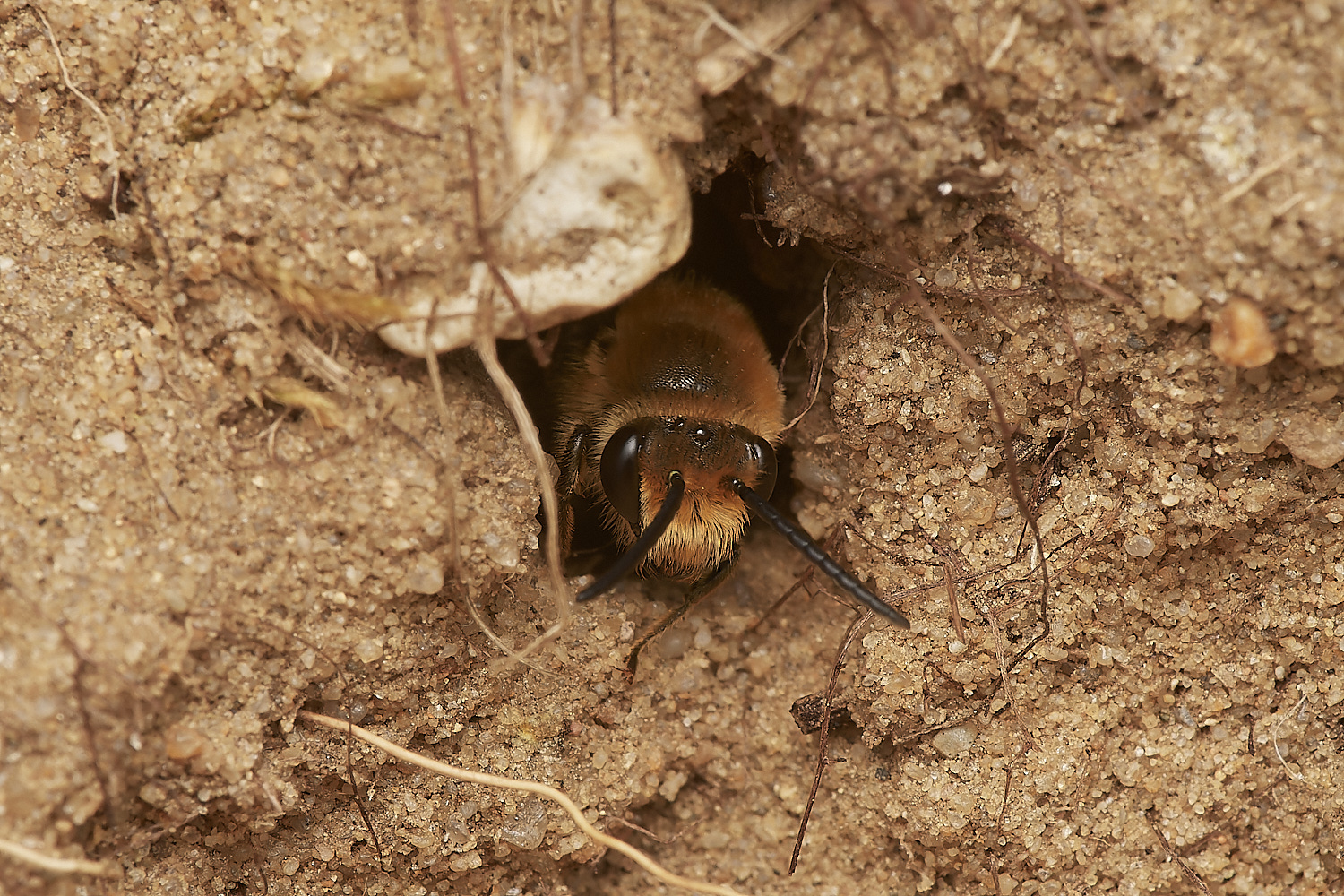 FelminghamIvyBee150923-26-NEF_DxO_DeepPRIME