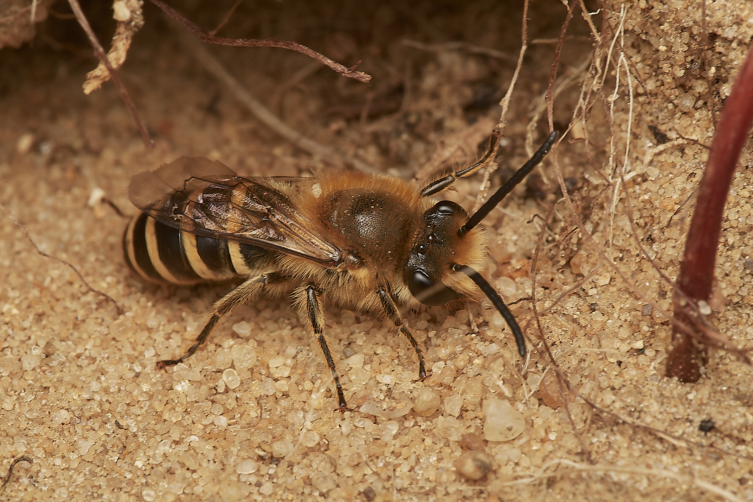 FelminghamIvyBee150923-27-NEF_DxO_DeepPRIME