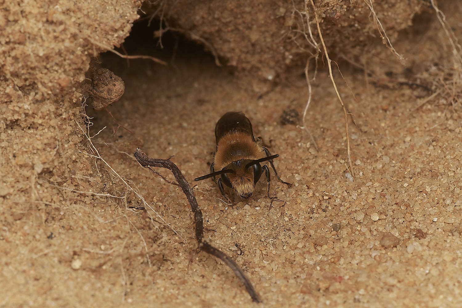 FelminghamIvyBee150923-28-NEF_DxO_DeepPRIME