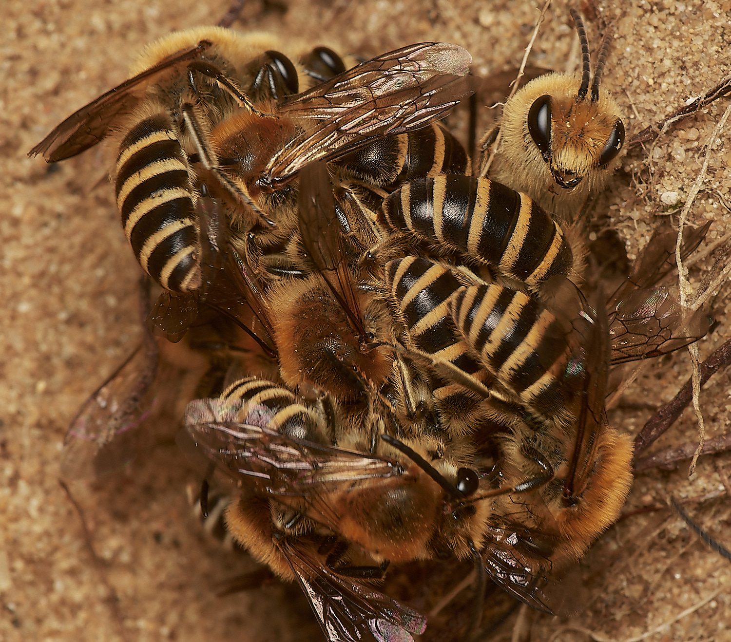 FelminghamIvyBee150923-29-NEF_DxO_DeepPRIME