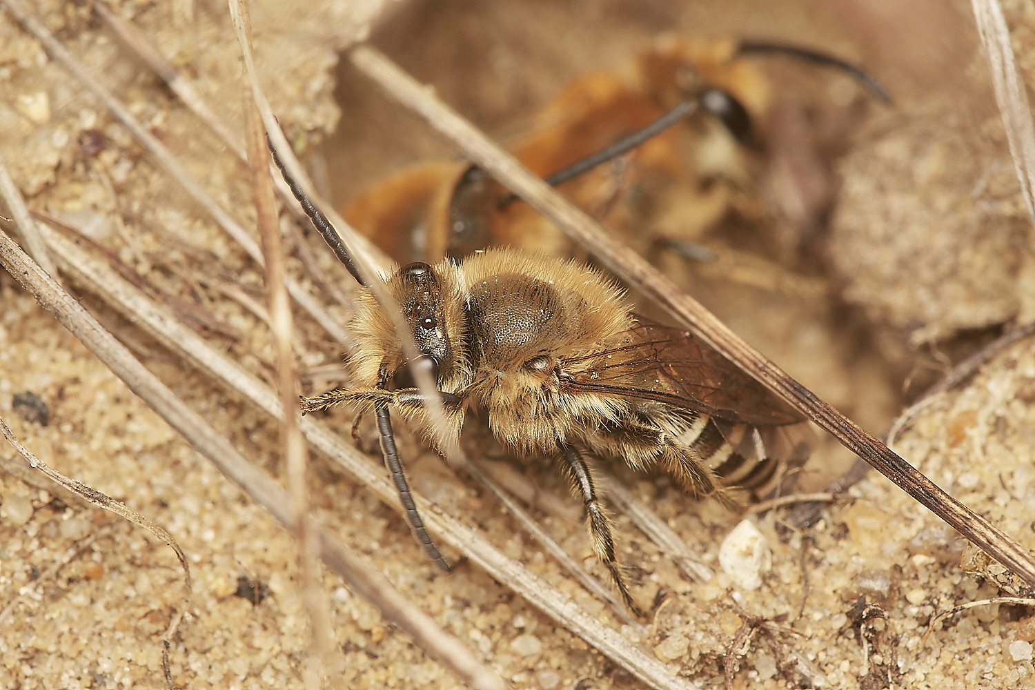 FelminghamIvyBee150923-3-NEF_DxO_DeepPRIME