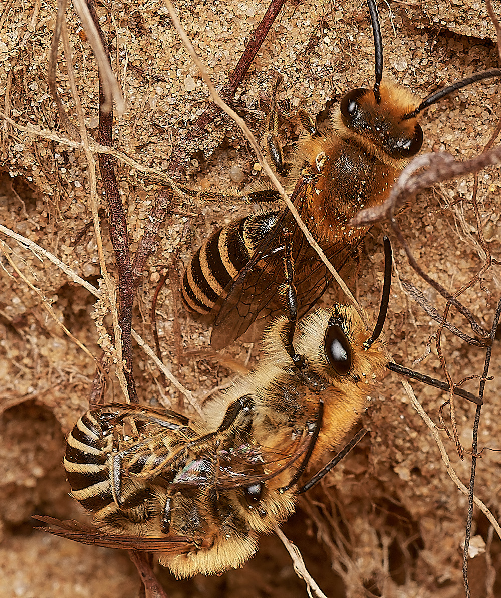 FelminghamIvyBee150923-35-NEF_DxO_DeepPRIME