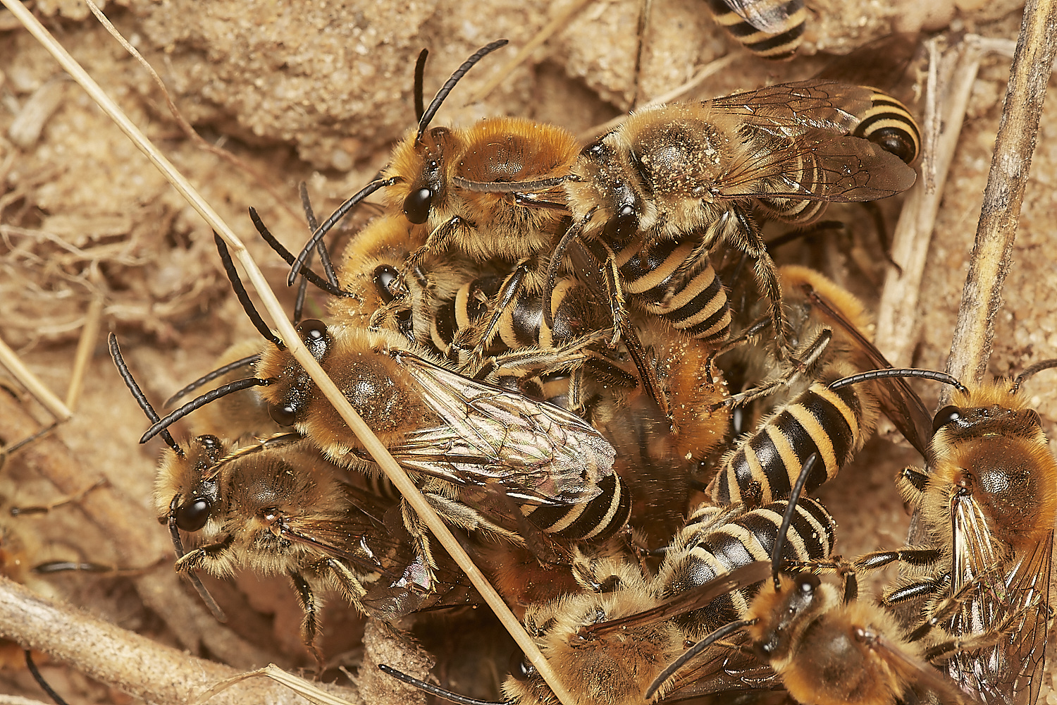 FelminghamIvyBee150923-4-NEF_DxO_DeepPRIME