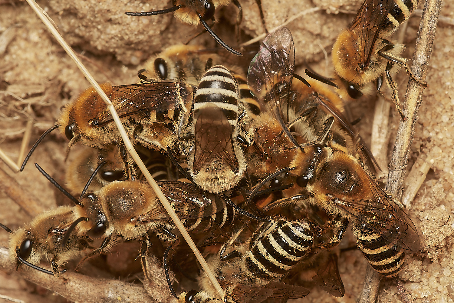 FelminghamIvyBee150923-5-NEF_DxO_DeepPRIME