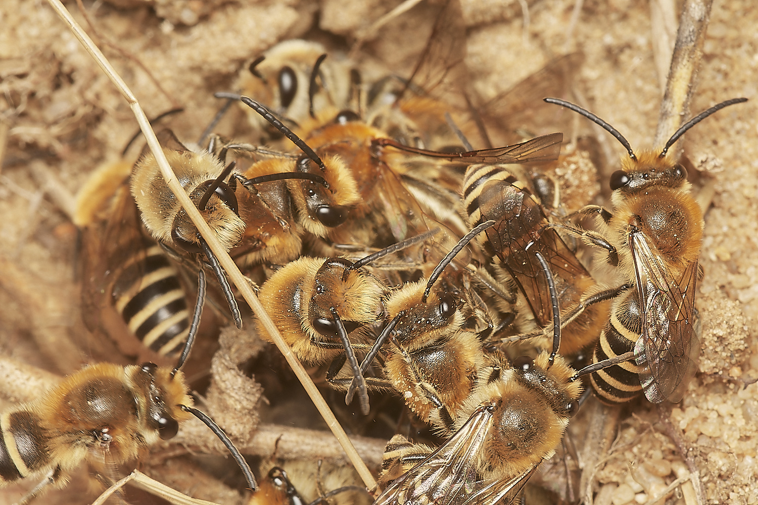 FelminghamIvyBee150923-8-NEF_DxO_DeepPRIME