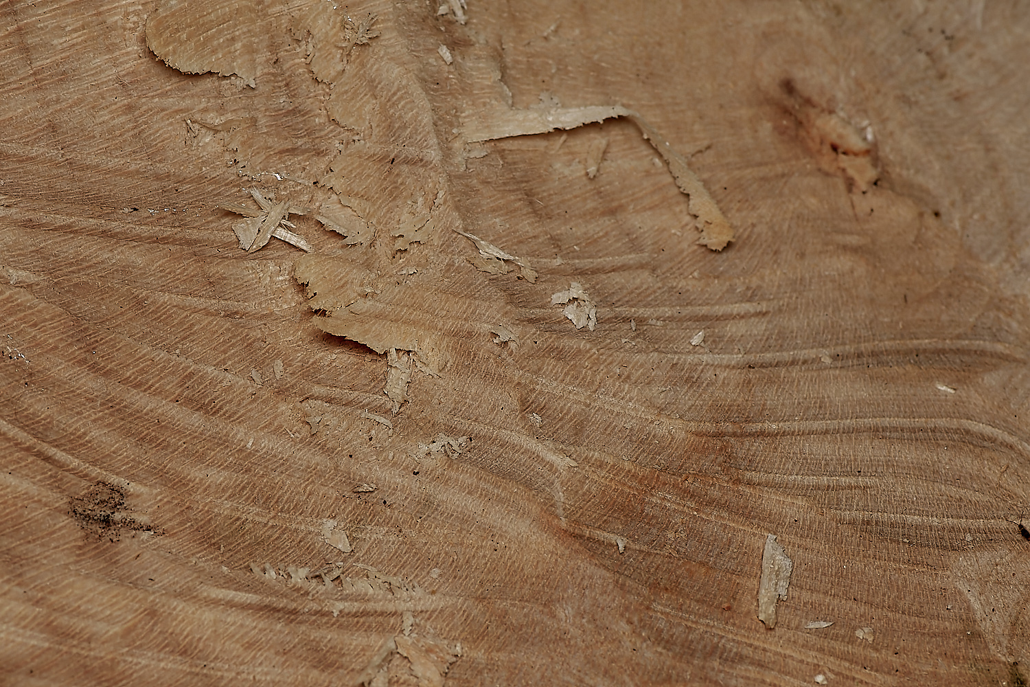 GlavenBeavers250823-1-NEF_DxO_DeepPRIME